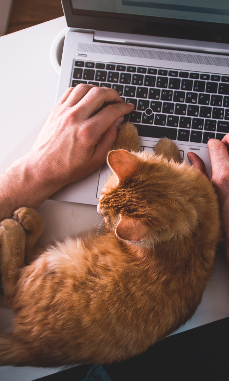 Cat on keyboard